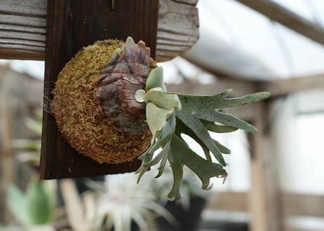 ビカクシダ P. willickii 'Bateria' (TC)