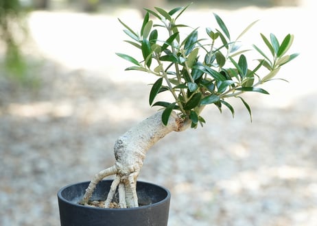 盆栽 オリーブ セントキャサリン 根上がり