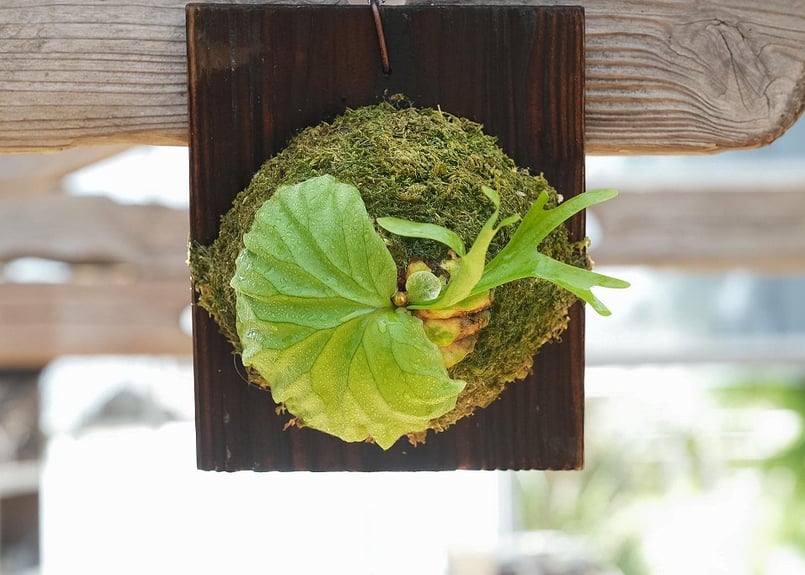 ビカクシダ ridleyi 'Pakarang'(TC) | mana's farm:塊根植物