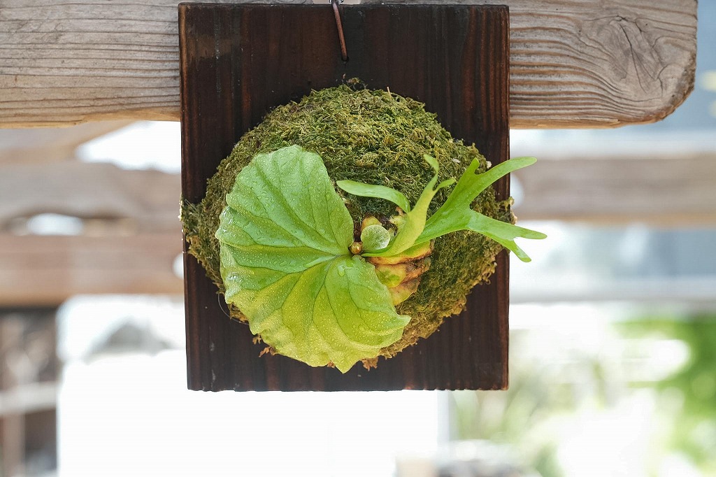 ビカクシダ ridleyi 'Pakarang'(TC) | mana's farm:塊根植物