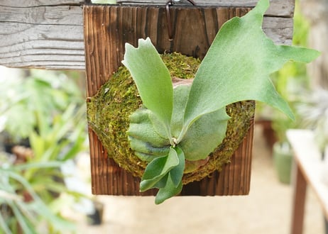 ビカクシダ P. bifurcatum 'Popcorn' (TC)