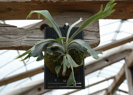 ビカクシダ P. willickii 'Robin' (TC)