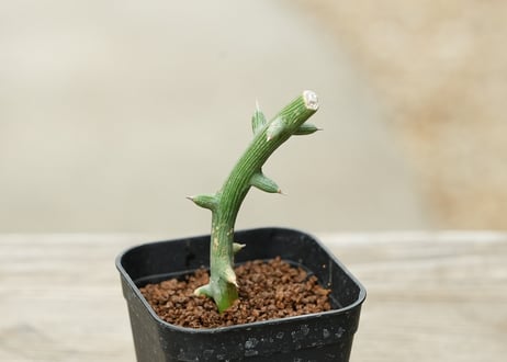アデニア グロボーサ