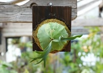 ビカクシダ P. alcicorne dwarf (TC)