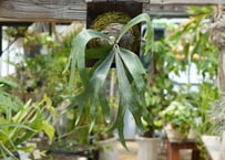ビカクシダ P. bifurcatum sp white2 (TC)