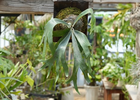 ビカクシダ P. bifurcatum sp white2 (TC)