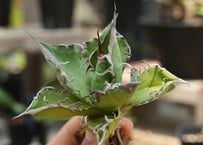 アガベ オテロイ 沖縄実生