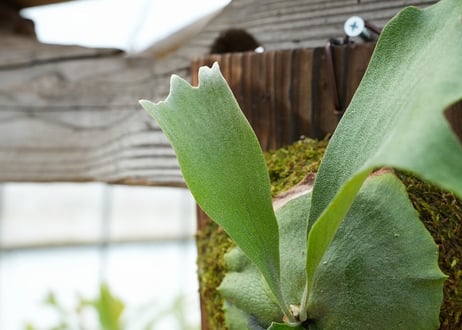 ビカクシダ P. bifurcatum 'Popcorn' (TC)