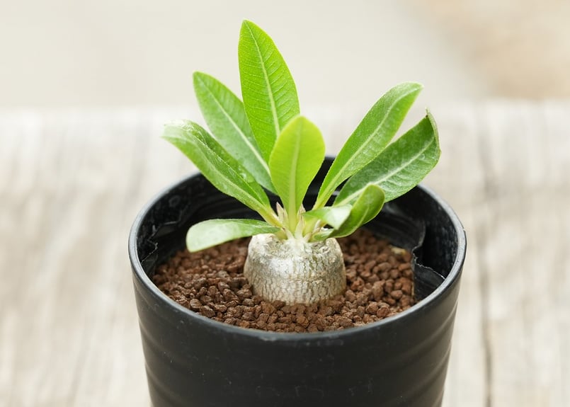 【wasabi】【直接手渡し限定】パキポディウム 実生3種セット 塊根 パキポディウム 恵比寿大黒 沖縄実生 | mana's farm:塊根植物・アガベ