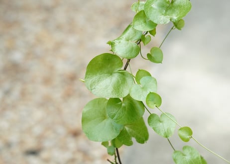 亀甲竜