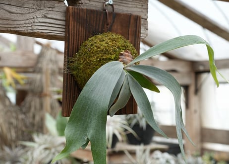 ビカクシダ P. Stella Aeterni (TC)