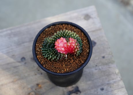 ギムノカリキウム 刺無牡丹玉 錦石化