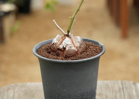 亀甲竜