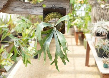 ビカクシダ P. bifurcatum sp white2 (TC)
