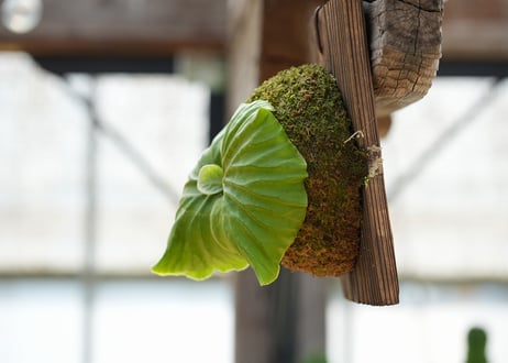 ビカクシダ P. ridleyi 'Saman' (TC)