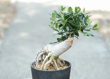 盆栽 オリーブ アルベキーナ 根上がり