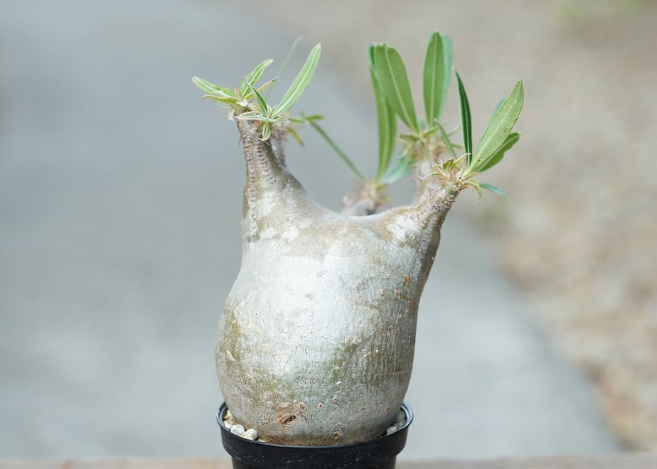 6a9159f78feb78173e15bc7b