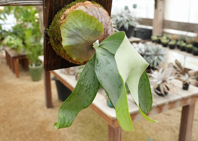ビカクシダ P. 'Salmon' (TC) | mana's farm:塊根植物・アガベ・
