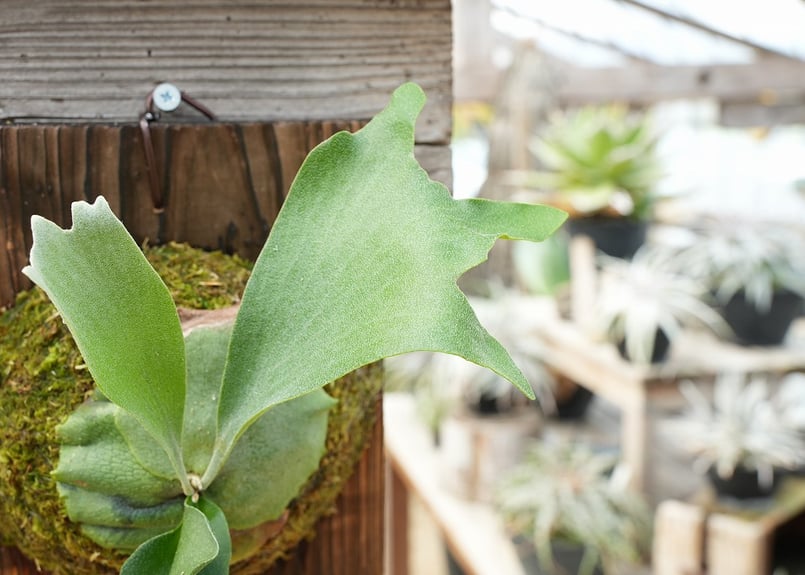 ビカクシダ P. bifurcatum 'Popcorn' (TC) | mana's far