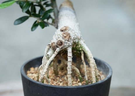 盆栽 オリーブ アルベキーナ 根上がり