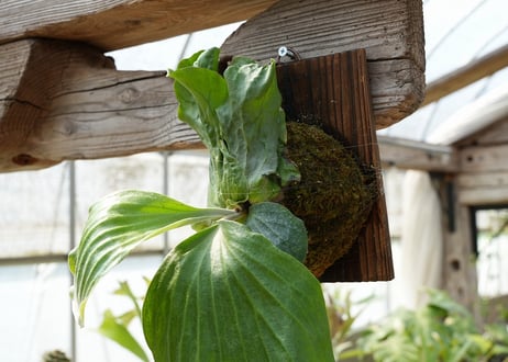 ビカクシダ P. elephantotis var. mammuths (TC)