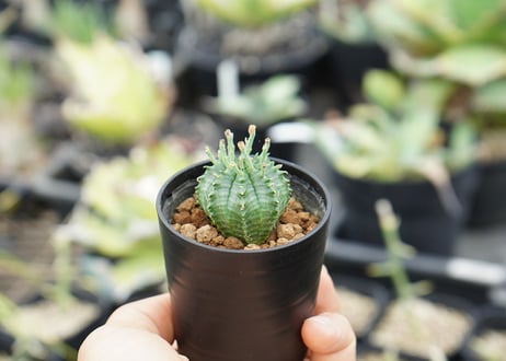 ユーフォルビア バリダ