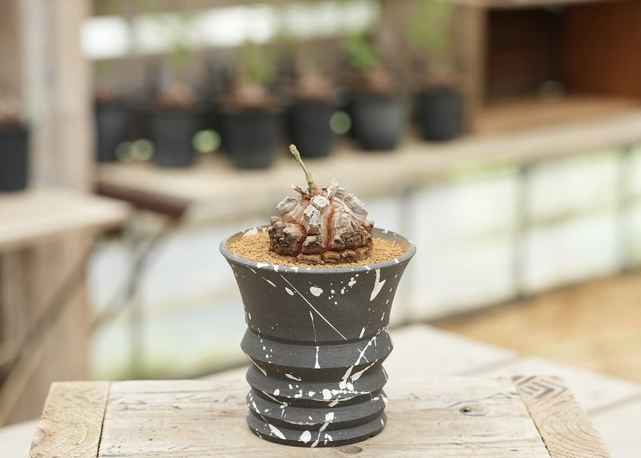 6a9b7427191eb71bf2ea08c1