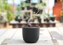 オペルクリカリア ヒファエノイデス　沖縄実生