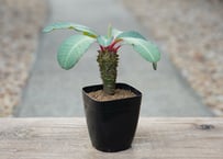 ユーフォルビア ピグエリー