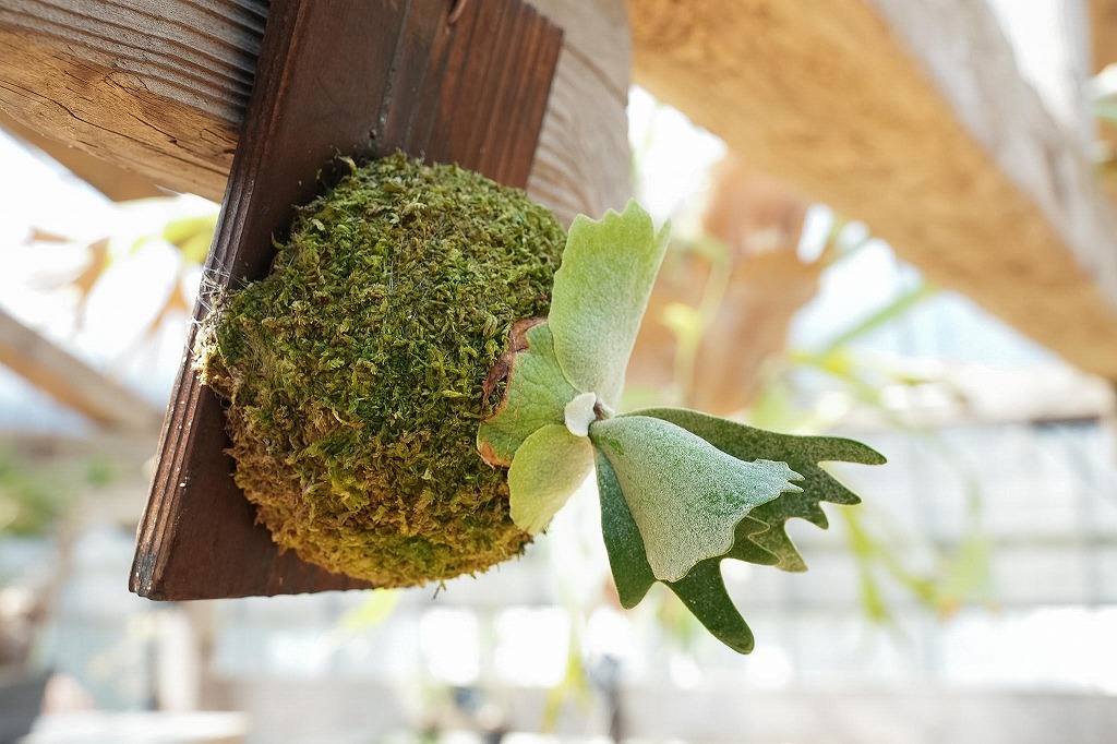 ビカクシダ P. willinckii 'Nano' スポア株 ビカクシダ willinckii'Nano'(spore) | mana's farm:塊根植