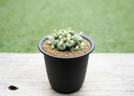 コノフィツム オブコルデルム