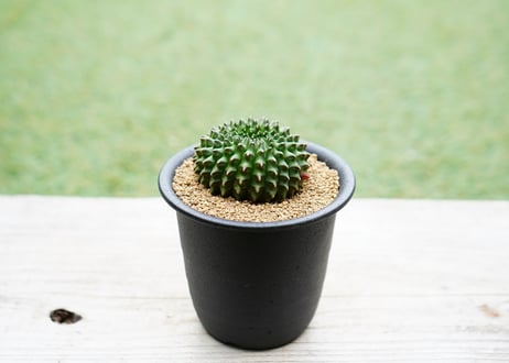 ギムノカリキウム 刺無牡丹玉石化錦