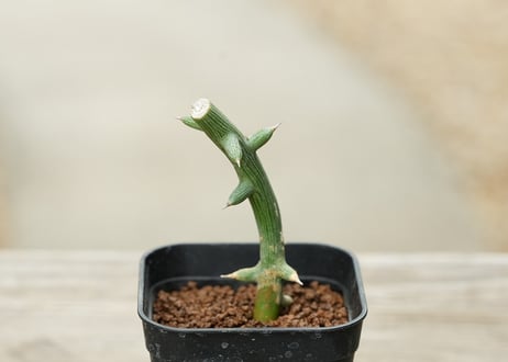 アデニア グロボーサ