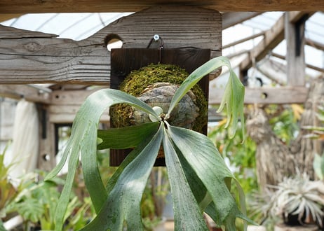 ビカクシダ P. bifurcatum sp white2 (TC)