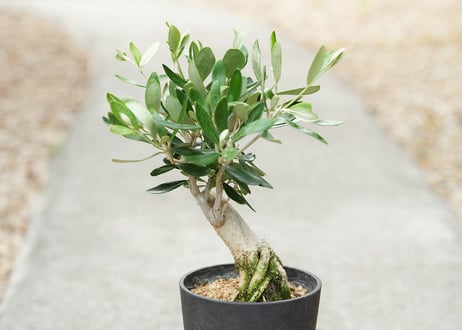 盆栽 オリーブ ルッカ 根上がり