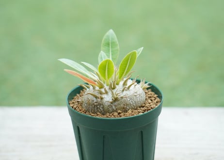 パキポディウム 恵比寿大黒