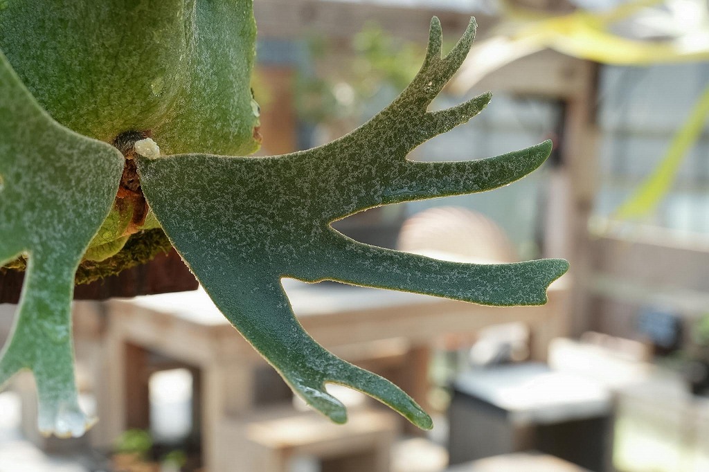 ビカクシダWinllikii 'OMG'(spre) | mana's farm:塊根植物・ア