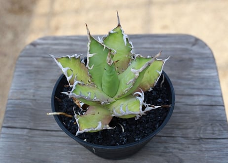アガベ　チタノタ　レッドキャットウィーズル　Agave titanota Red catweezle