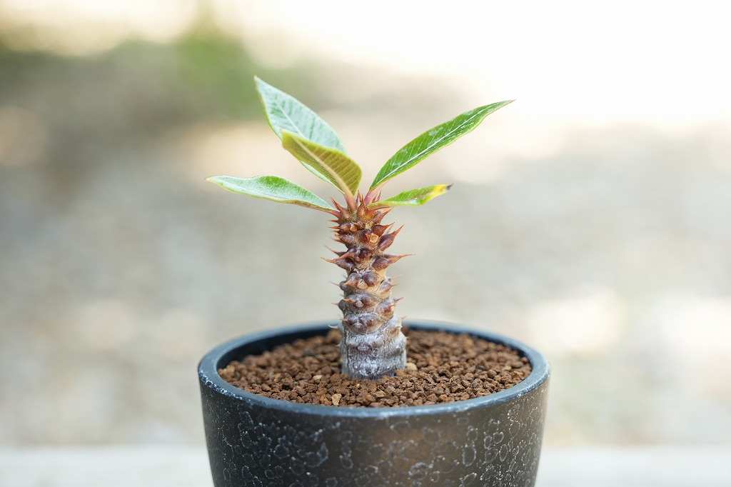 パキポディウム バロニー 【価格改定】 | mana's farm:塊根植物