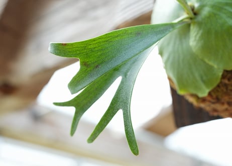 ビカクシダ P. alcicorne dwarf (TC)