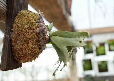 ビカクシダ P. willickii 'Bateria' (TC)