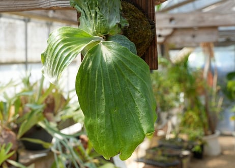 ビカクシダ P. elephantotis var. mammuths (TC)