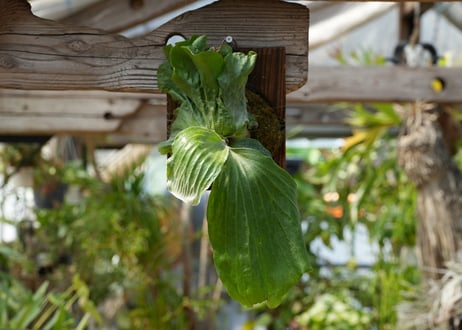 ビカクシダ P. elephantotis var. mammuths (TC)