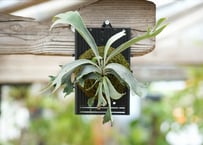 ビカクシダ P. willickii 'Robin' (TC)