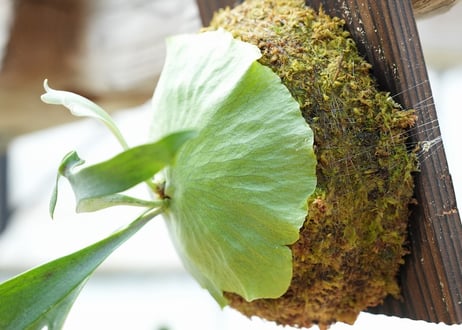 ビカクシダ P. alcicorne dwarf (TC)