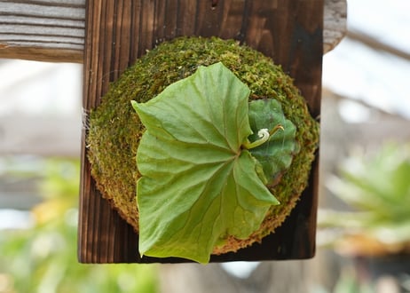ビカクシダ P. ridleyi slender staghorns (spore)
