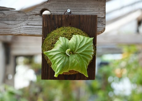 ビカクシダ P. ridleyi 'Saman' (TC)