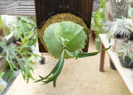 ビカクシダ P. alcicorne dwarf (TC)