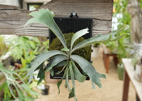 ビカクシダ P. willickii 'Robin' (TC)