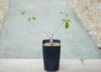 コミフォラ オルビクラリス